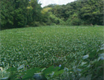 山田の池