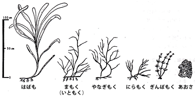 藻草の形状比較図